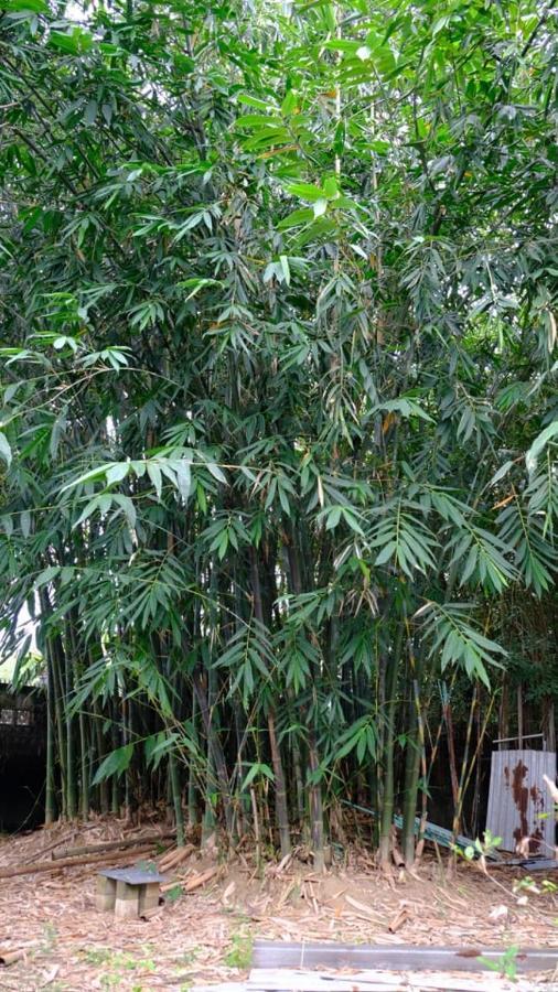 Vuon Nha Ngoai Garden Homestay โฮจิมินห์ซิตี้ ภายนอก รูปภาพ